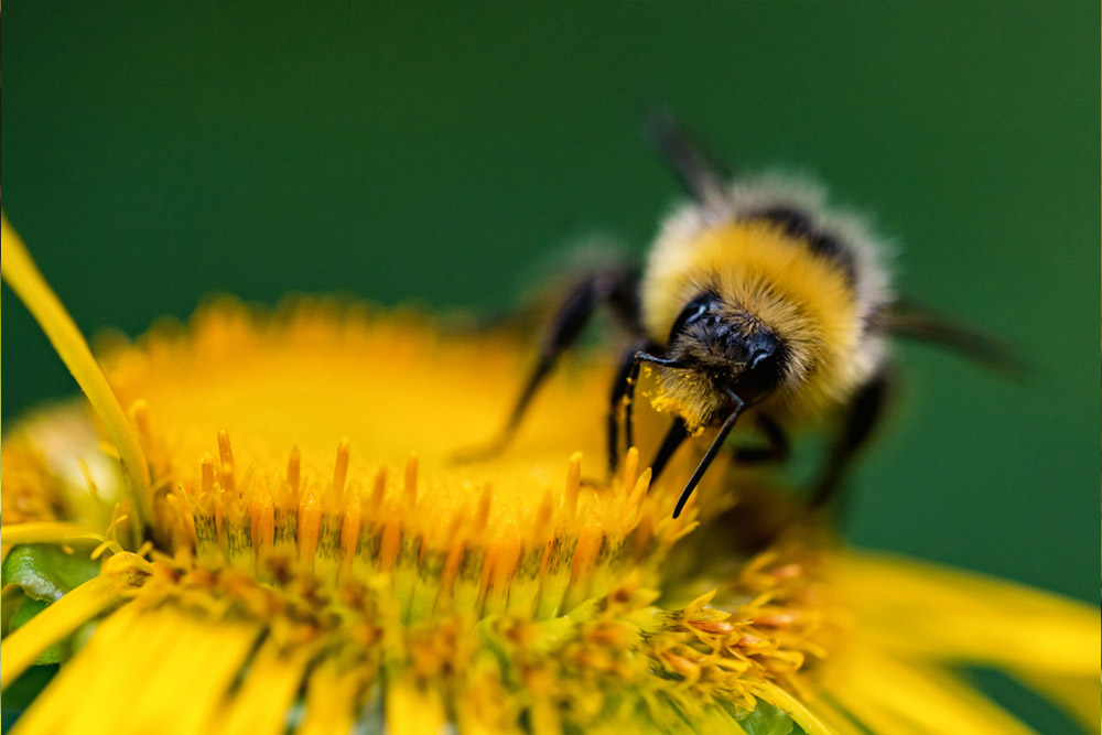Obrázek Sguardo nella vita dei bombi