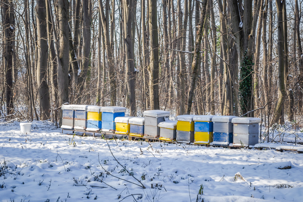 Obrázek Calendario – 25 febbraio