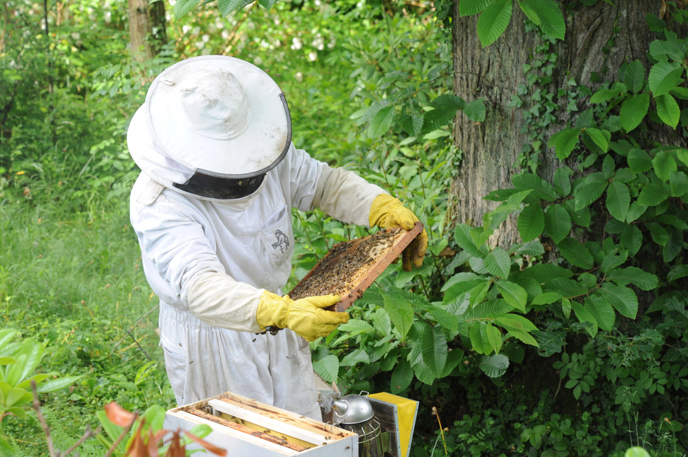 Obrázek Cura del nucleo d'api - guida dettagliata per apicoltori