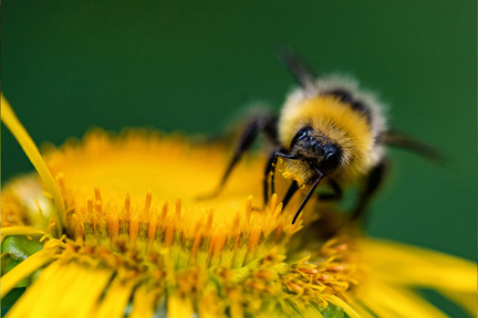 Obrázek Sguardo nella vita dei bombi