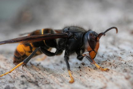 Obrázek Calabrone asiatico - un nuovo ospite indesiderato nelle nostre regioni