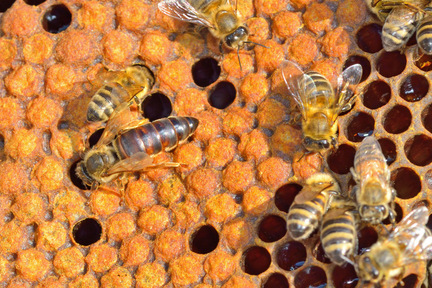 Obrázek Possibili cause del mancato accettamento di una nuova ape regina