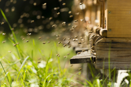 Obrázek Riflessioni sulla scelta dell'arnia: Langstroth vs. Optimal