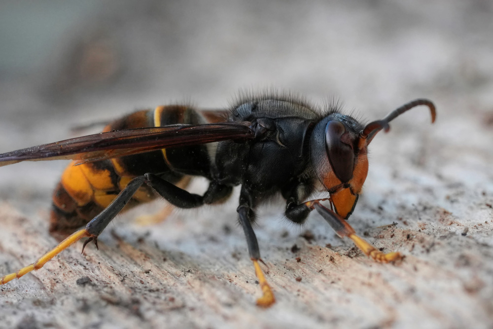 Obrázek Calabrone asiatico - un nuovo ospite indesiderato nelle nostre regioni