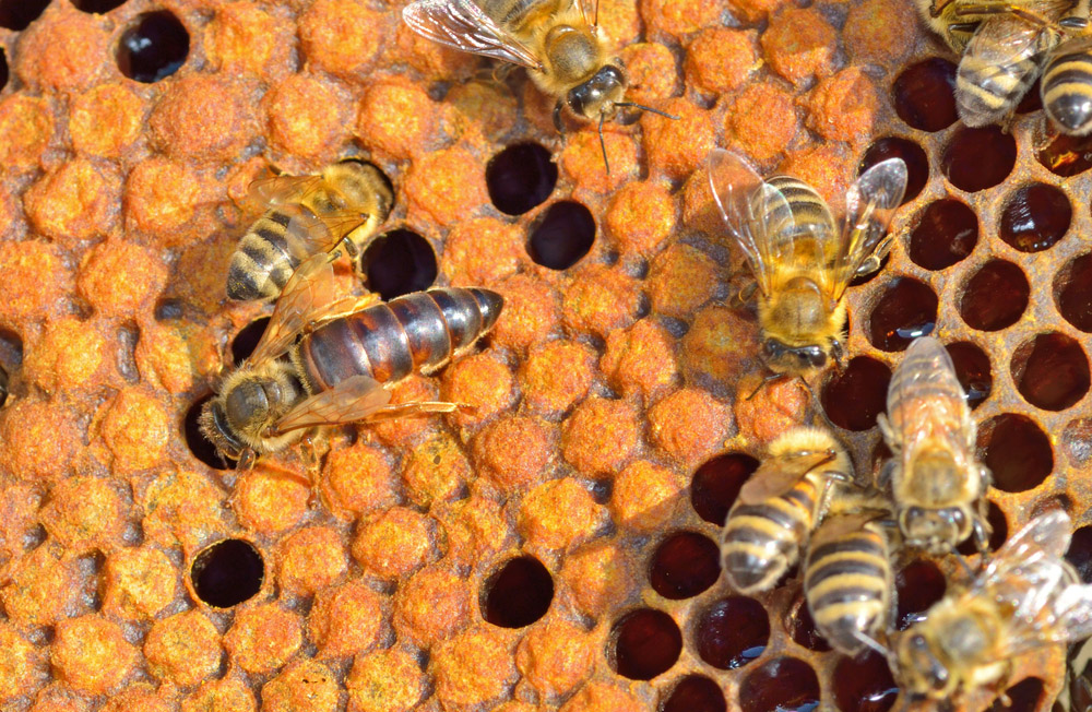 Obrázek Possibili cause del mancato accettamento di una nuova ape regina