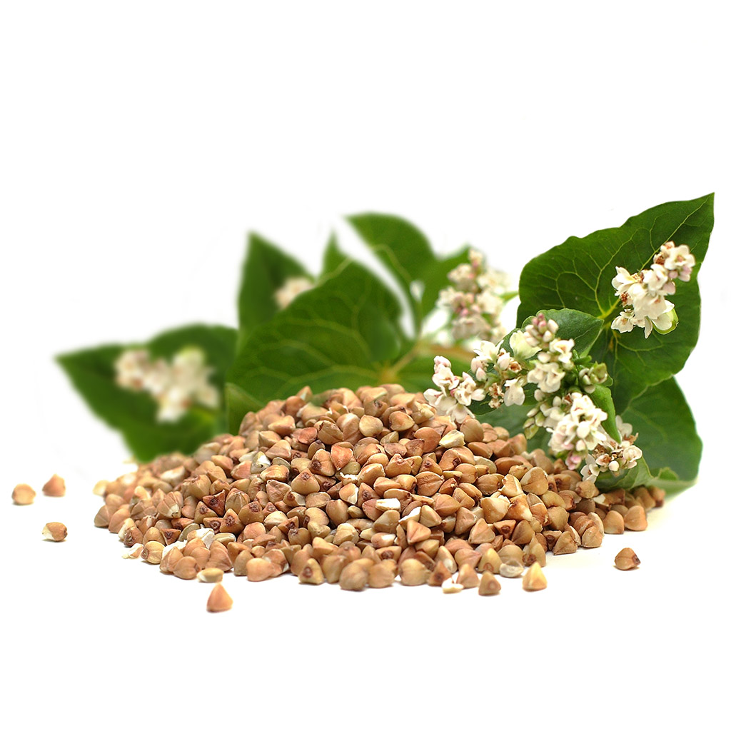 Grano saraceno comune (sementi / pascolo apistico) - 0,5 kg
