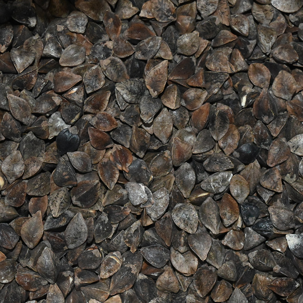 Grano saraceno comune (sementi / pascolo apistico) - 0,5 kg