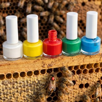 Vernice colorata per marcare le api regine - flaconcino