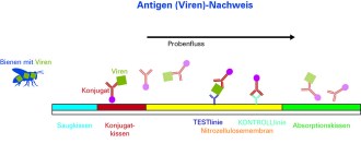 FASTest BEE 3T – test rapido per virus delle api (2 pz)