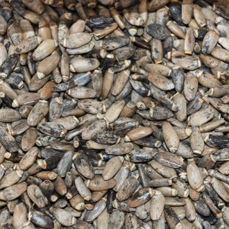 Cardo mariano - 0,5 kg