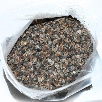 Grano saraceno comune (sementi / pascolo apistico) - 0,5 kg