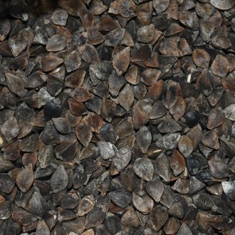 Grano saraceno comune (sementi / pascolo apistico) - 0,5 kg