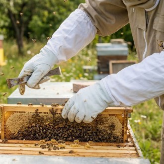 Guanti da apicoltore - pelle di capra - taglie: S-XXL