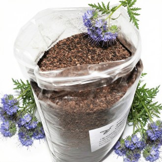 Facelia tanacetifoglia (semi / pascolo apistico) - 1 kg