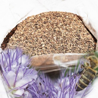 Facelia tanacetifoglia (semi / pascolo apistico) - 1 kg