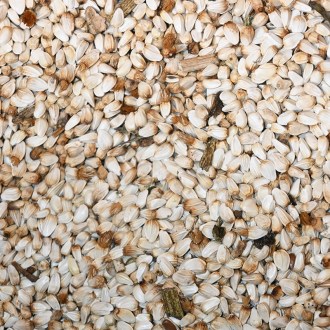 Cartamo da tintori (semi / pascolo apistico) - 0,5 kg