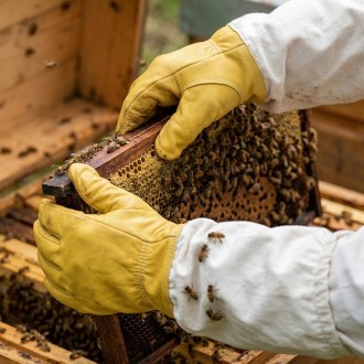 Guanti da apicoltore - impregnati - taglie: S-XXL