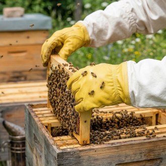 Guanti da apicoltore - impregnati - taglie: S-XXL