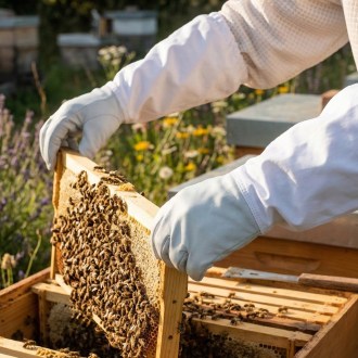 Guanti da apicoltore in pelle di maiale - taglie: 6-12