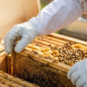 Guanti da apicoltore in pelle di maiale - taglie: 6-12